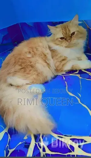 15 Persian cats for sale