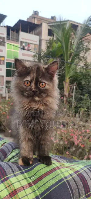 15 Persian cats for sale