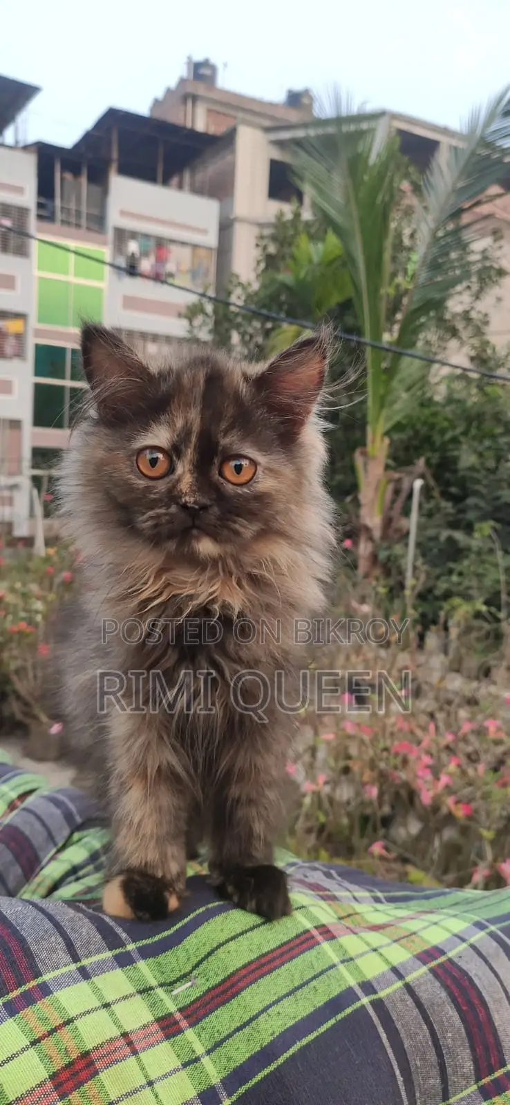 15 Persian cats for sale