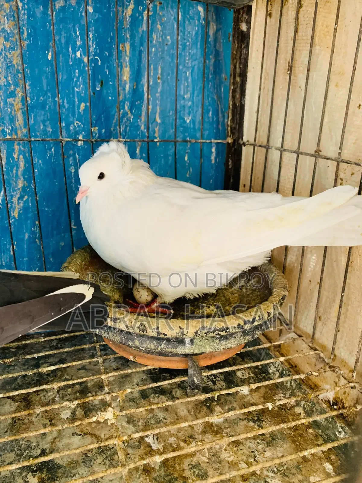 High-Quality Bombay Pigeon