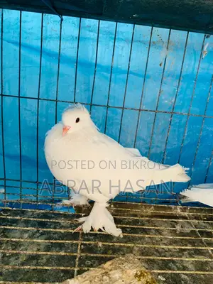 High-Quality Bombay Pigeon