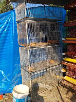 মুরগি, কোয়েল পাখি ও পাখির খাচা বিক্রি করা হবে