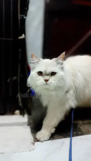 Cat Sell
