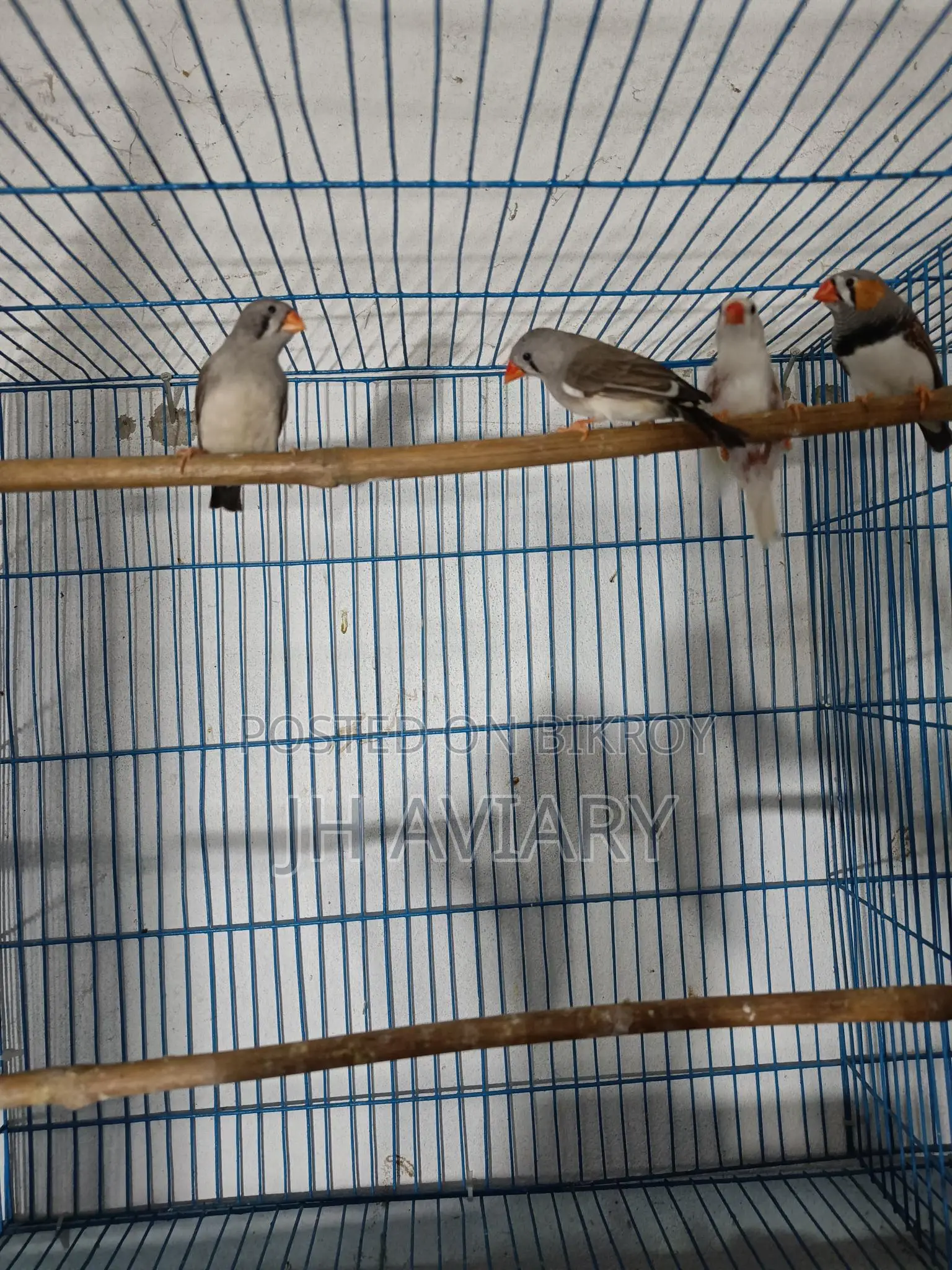 Running Finch "Male" for Sale