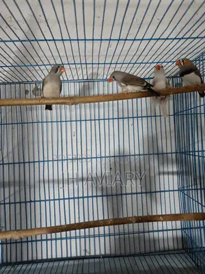 Running Finch "Male" for Sale