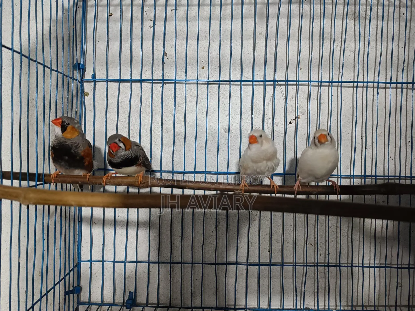 Running Finch "Male" for Sale
