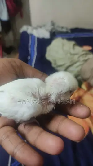 Lovebird Baby