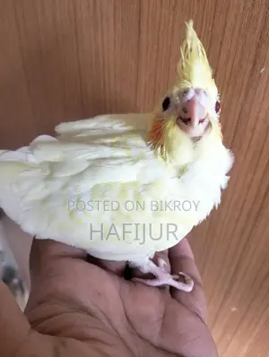Cockatiel Lutino Heavy Pearl Tame Size Baby