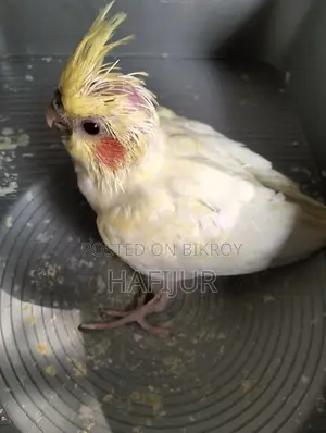 Cockatiel Lutino Heavy Pearl Tame Size Baby