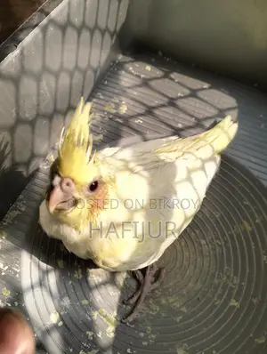 Cockatiel Lutino Heavy Pearl Tame Size Baby