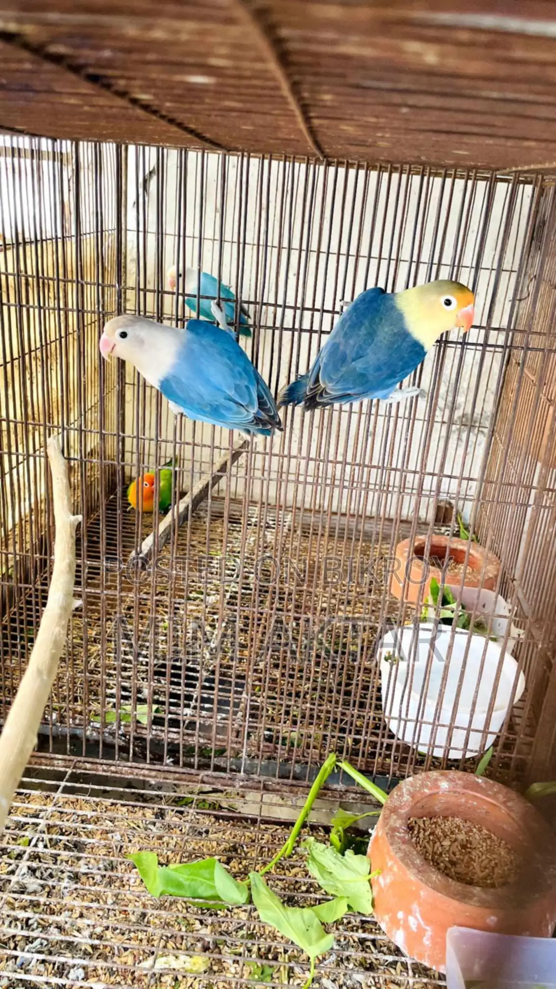 লাভ বার্ড