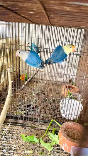 Love Bird