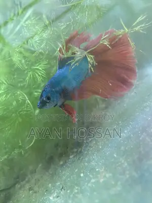 Fish for Sale