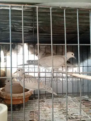 Australian Dove অস্ট্রেলিয়ান ঘুঘু