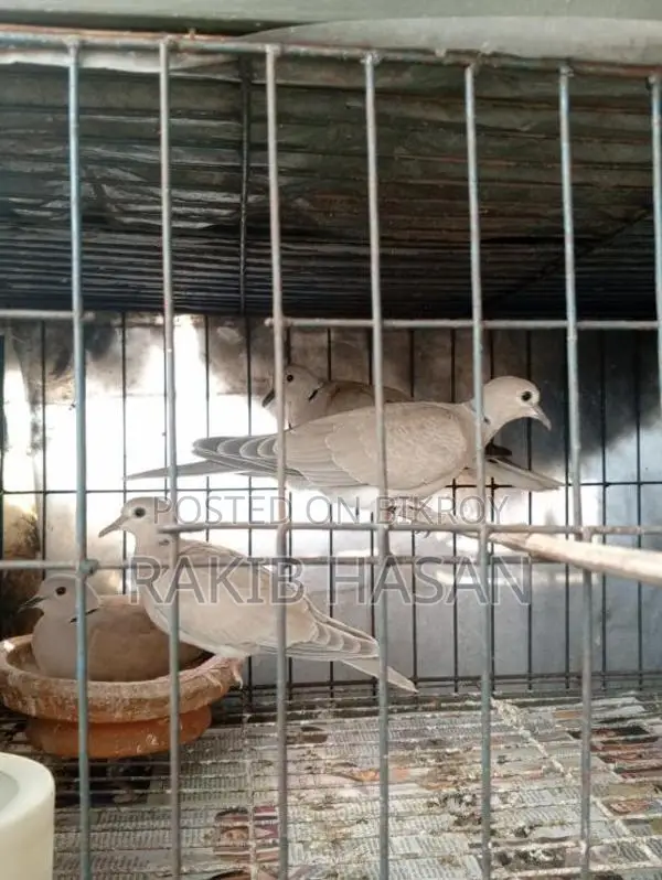 Australian Dove অস্ট্রেলিয়ান ঘুঘু