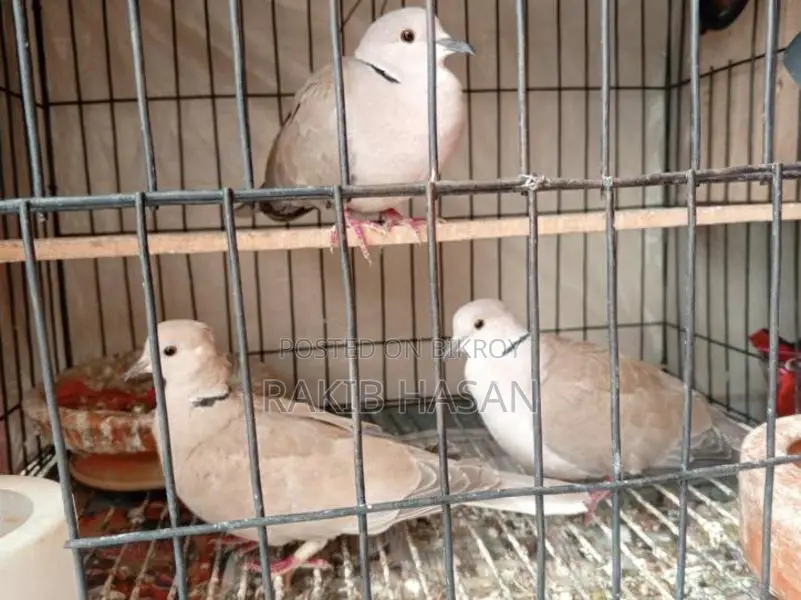 Australian Dove অস্ট্রেলিয়ান ঘুঘু