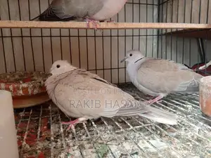 Australian Dove অস্ট্রেলিয়ান ঘুঘু