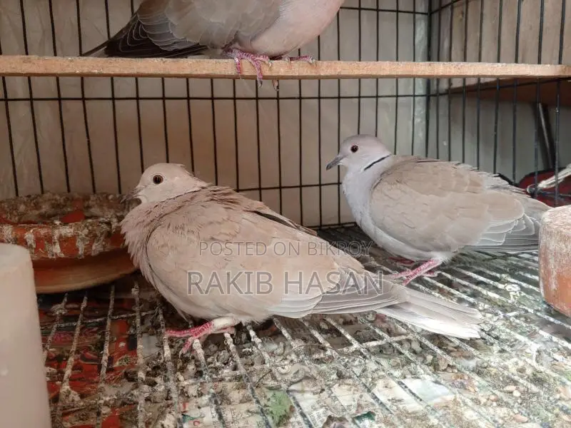 Australian Dove অস্ট্রেলিয়ান ঘুঘু