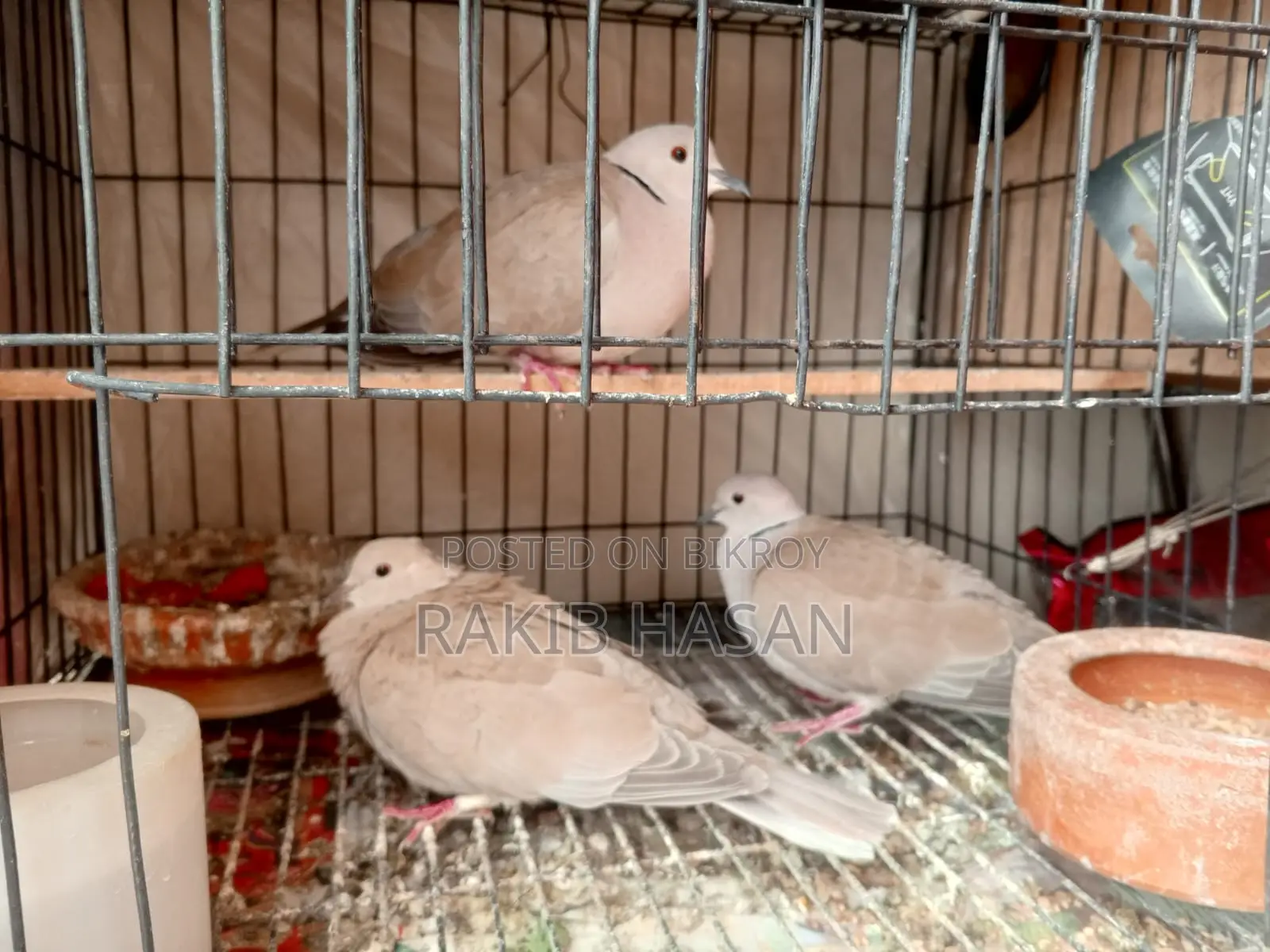 Australian Dove অস্ট্রেলিয়ান ঘুঘু