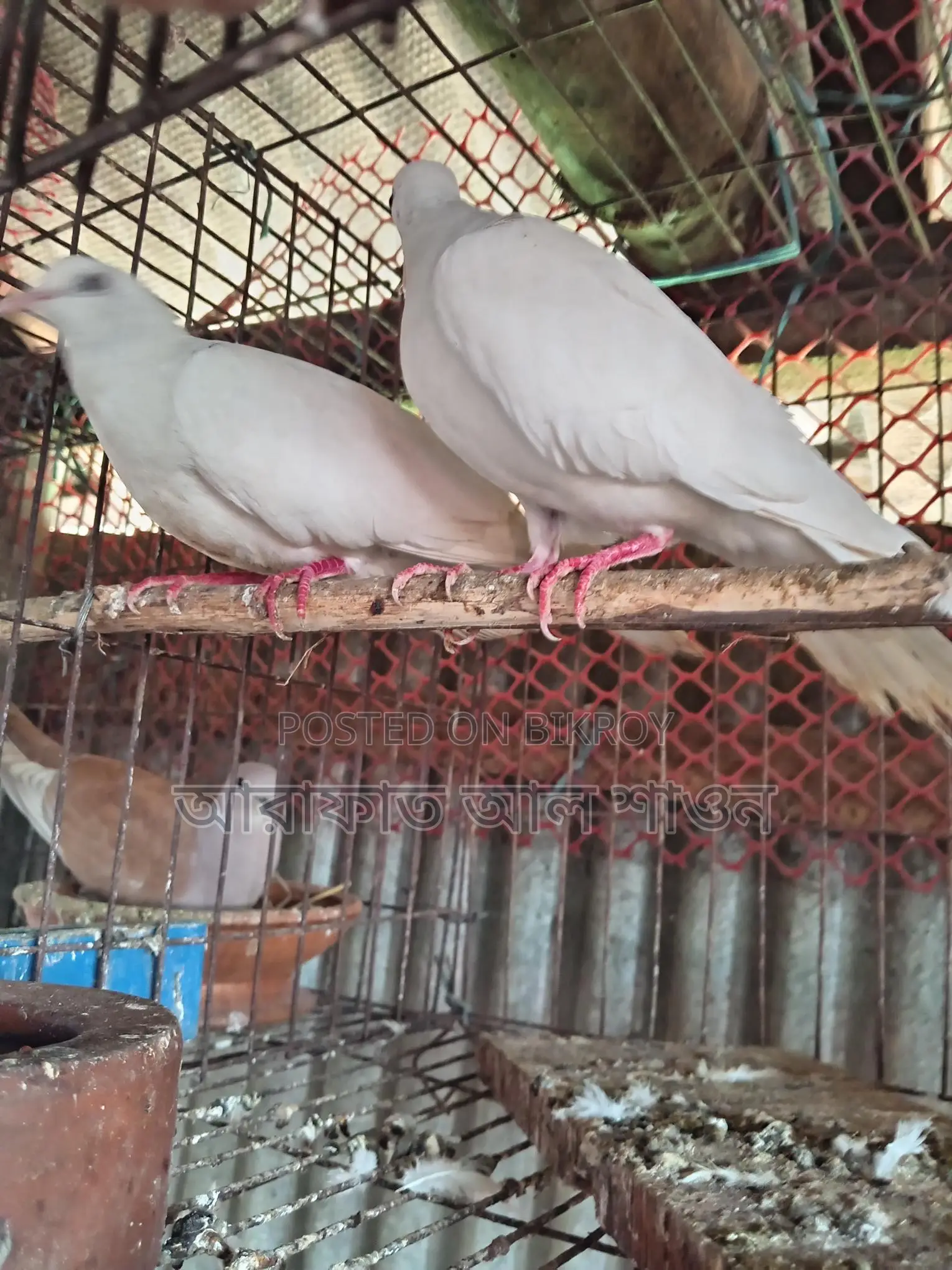 A pair of running white doves for sale