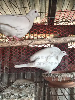 A pair of running white doves for sale
