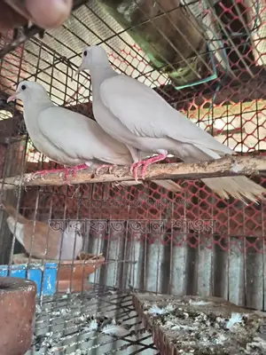 A pair of running white doves for sale