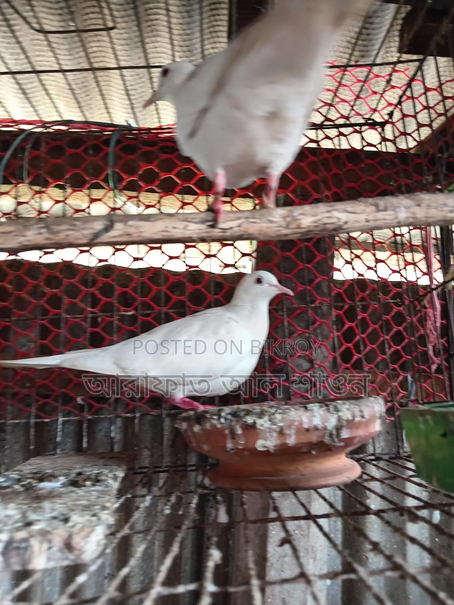 A pair of running white doves for sale