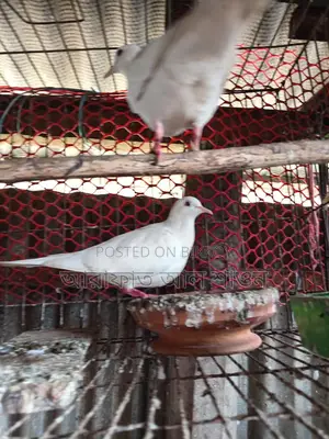 A pair of running white doves for sale