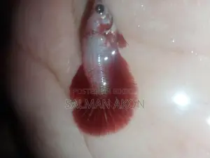 Halfmoon and Rosetail Fighter Fish Fry