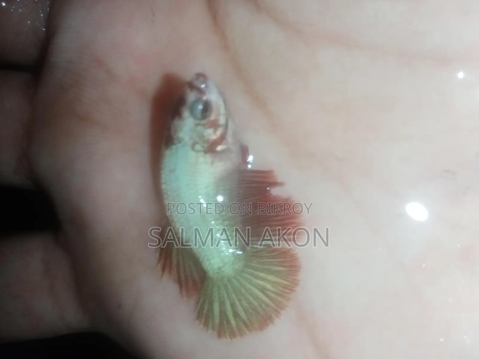 Halfmoon and Rosetail Fighter Fish Fry
