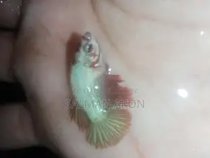 Halfmoon and Rosetail Fighter Fish Fry
