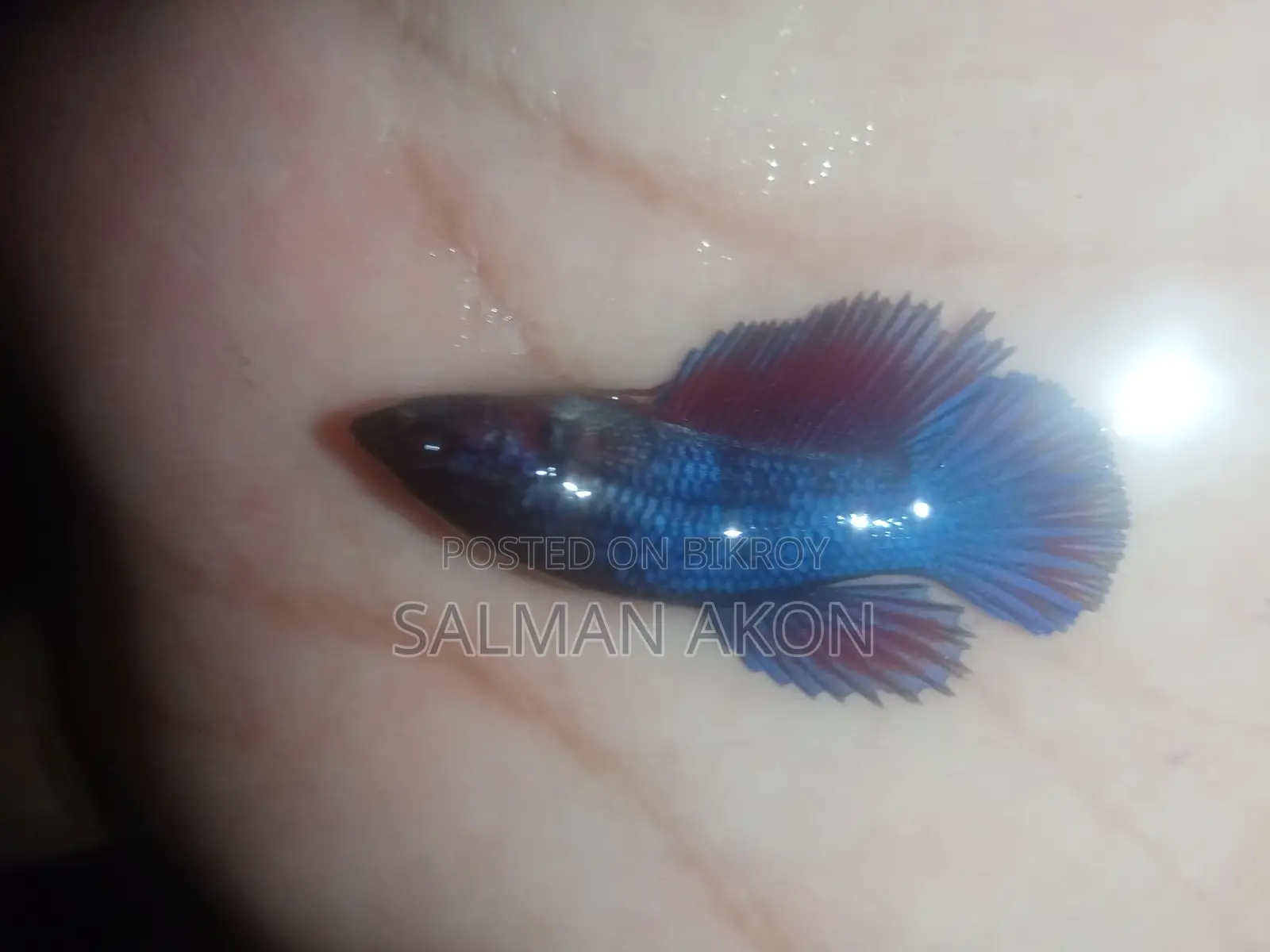 Halfmoon and Rosetail Fighter Fish Fry
