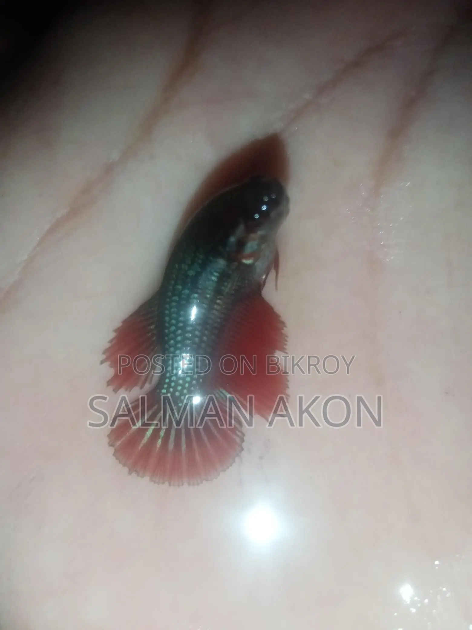 Halfmoon and Rosetail Fighter Fish Fry