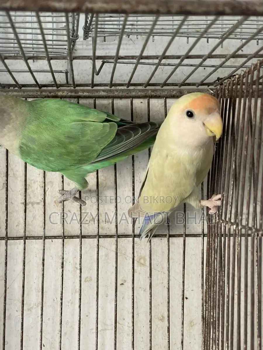 Lovebird