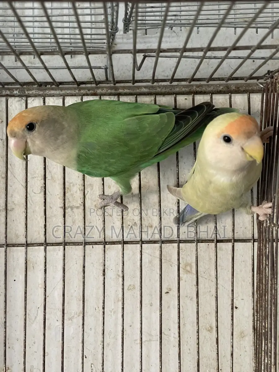 Lovebird