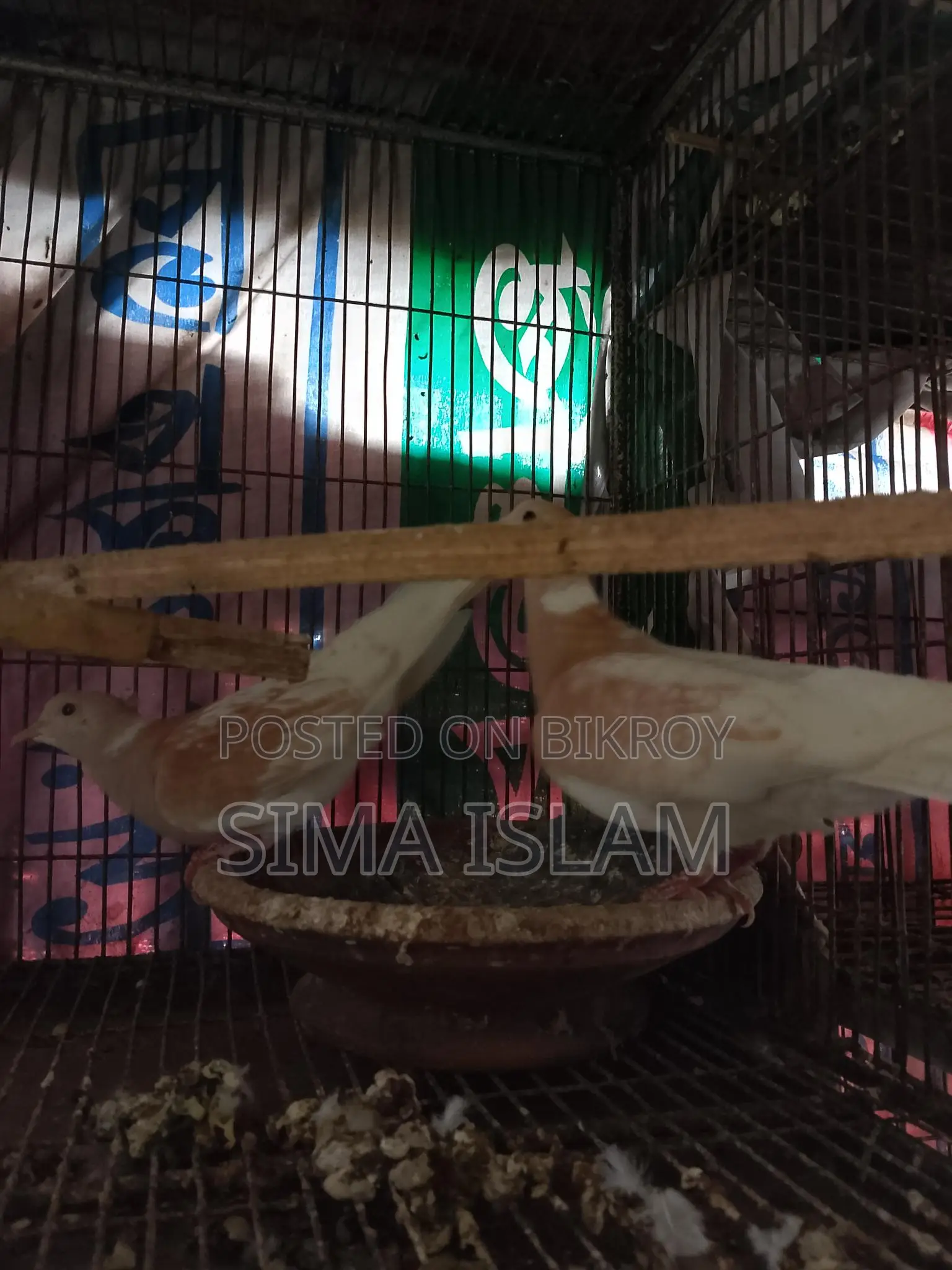 Sweet Dove Birds for Sale