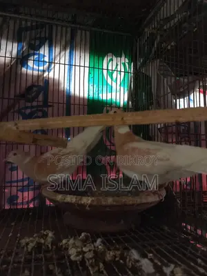 Sweet Dove Birds for Sale