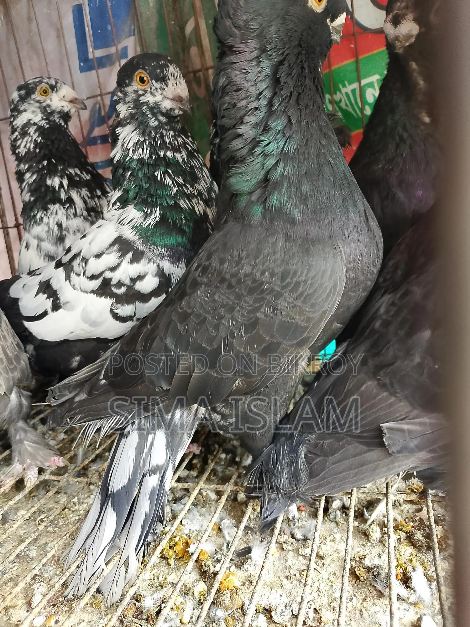 Sweet Dove Birds for Sale
