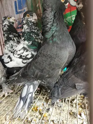 Sweet Dove Birds for Sale
