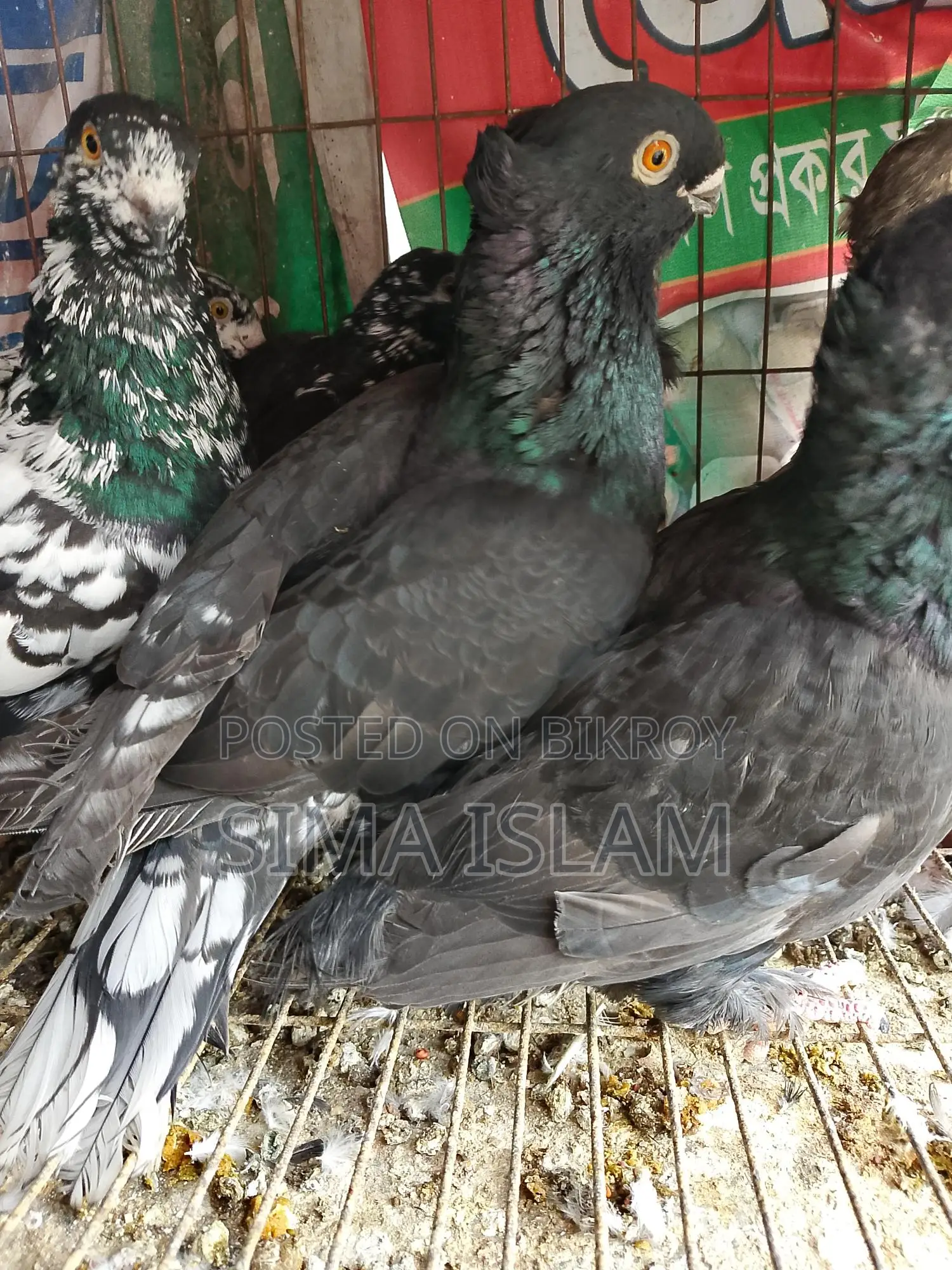 Sweet Dove Birds for Sale