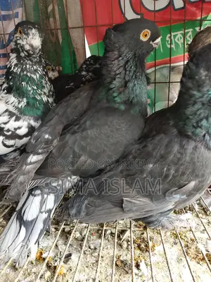 Sweet Dove Birds for Sale