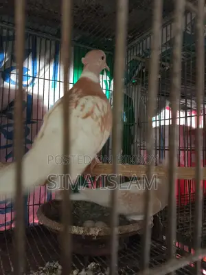 Sweet Dove Birds for Sale