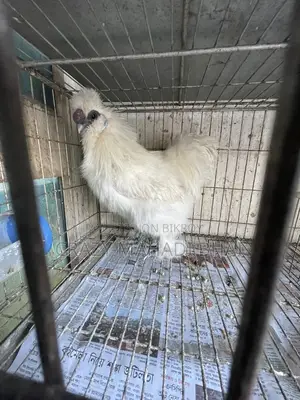 Silky Chicken