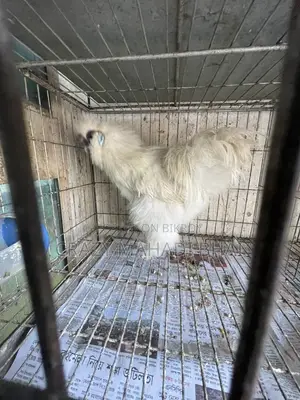 Silky Chicken