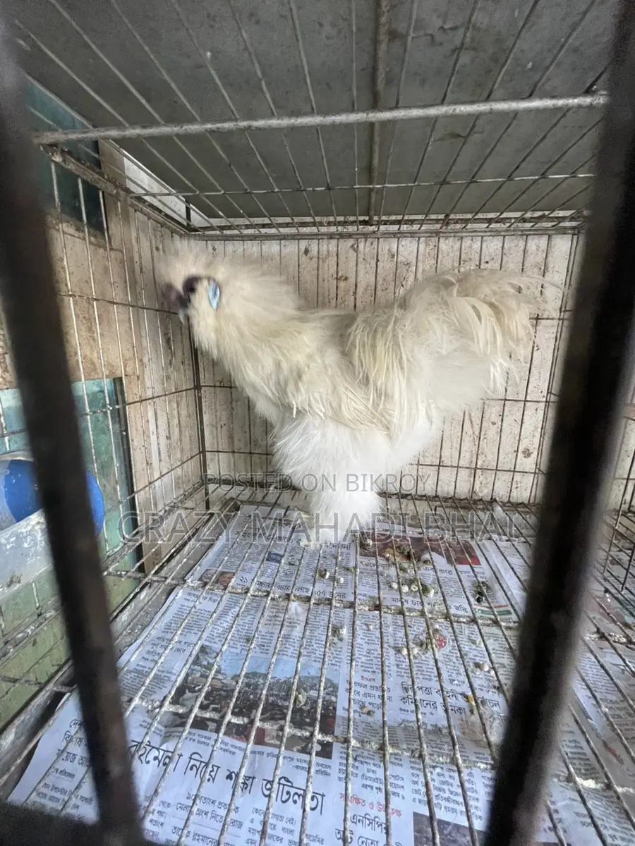 Silky Chicken