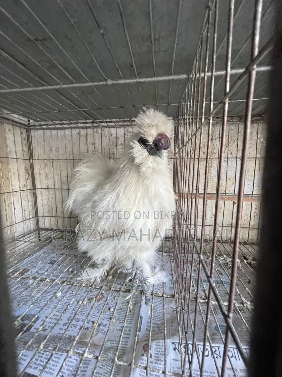 Silky Chicken
