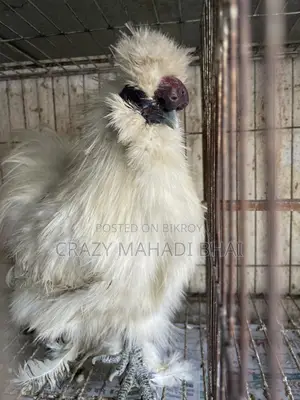Silky Chicken