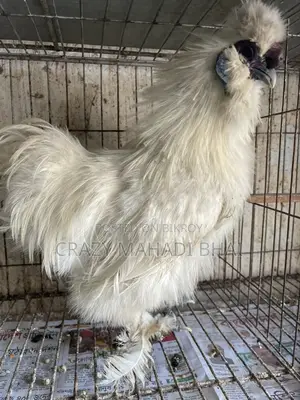 Silky Chicken