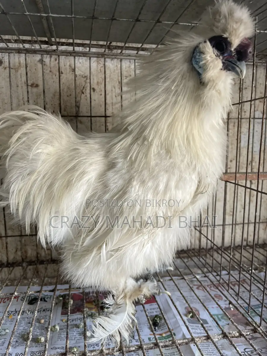 Silky Chicken