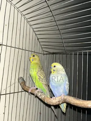 2 Budgerigars Birds Without Cage